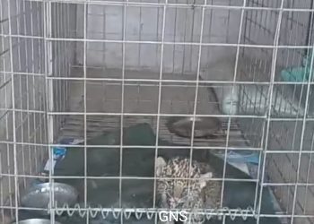 Leopard Cub Rescued Near LoC In Poonch, Handed Over To Wildlife Rajouri