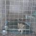 Leopard Cub Rescued Near LoC In Poonch, Handed Over To Wildlife Rajouri