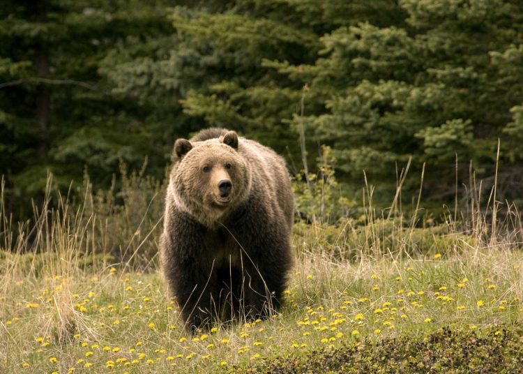 Bear mauls Man in Tral’s Monghama