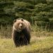 Bear mauls Man in Tral’s Monghama