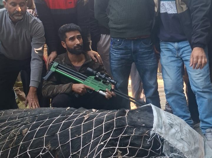 Massive 500-600 Kg Black Bear Tranquilized And Rescued By Wildlife Team In Dooru Anantnag