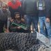 Massive 500-600 Kg Black Bear Tranquilized And Rescued By Wildlife Team In Dooru Anantnag