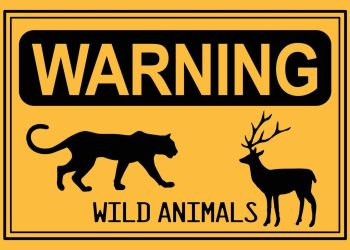 Man injured in wild animal attack in Reasi, hospitalised