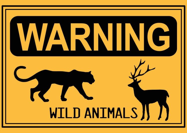 Man injured in wild animal attack in Reasi, hospitalised